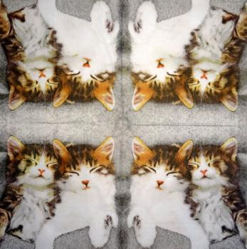 999.085 Katzen (85)